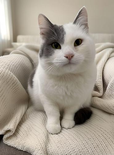 Pişiklər: Dişi, Erkək, Yaxşı əllərə — 13