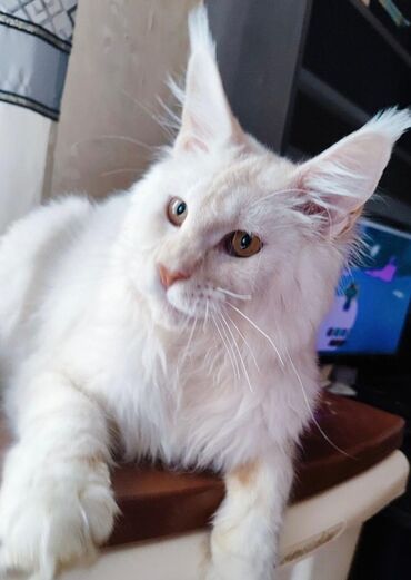 животных: Продается Шикарный кот Мейн-кун от элитных кровей редкий окрас