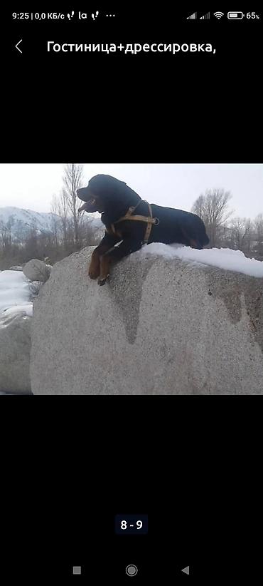 Продажа собак: Дрессировка собак. если у Вас с с вашим питомцем проблемы, значит не at lalafo.kg — 7 Продажа собак: Дрессировка собак. если у Вас с с вашим питомцем проблемы, значит не — 7