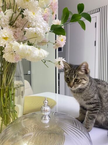 срочно продаю в связи с переездом: Отдам даром. 
Причина : переезд