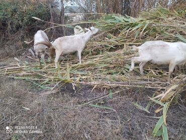Keçi, çəpiş: Saanen tekesi — 10