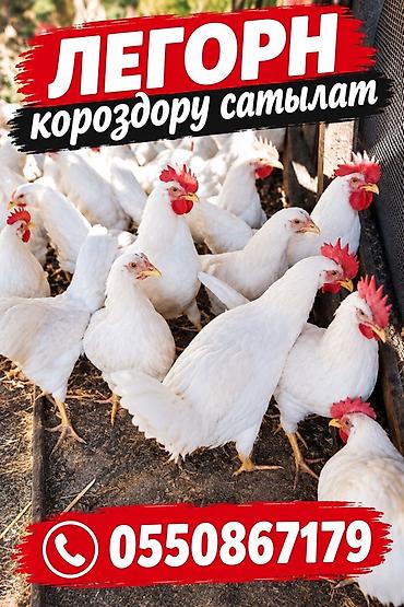куры нескшки: Продаю | Куры | Леггорн | Несушки — 1