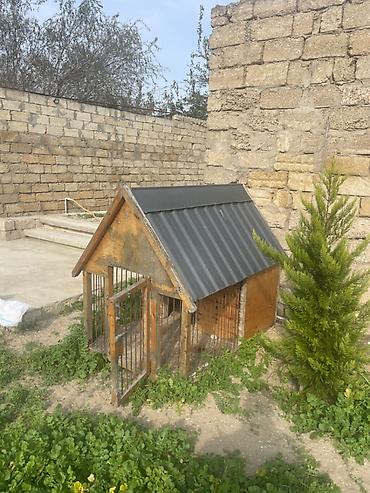 it evi satilir: It uchun yuva, arxada qapisida var oz terasinda rahat otura bilir — 2