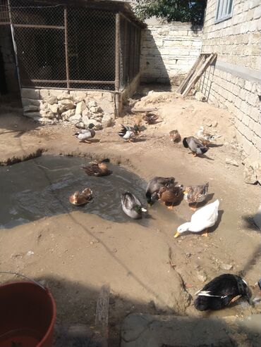 Ördəklər: Salam hamıya dalaşan yaşılbaş çöl. ördəyi satıram istəyən buyursun -da lalafo.az — 12 Ördəklər: Salam hamıya dalaşan yaşılbaş çöl. ördəyi satıram istəyən buyursun — 12