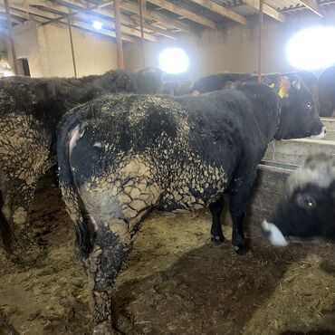 Коровы, быки: Продаю | Бык (самец) | Швицкая, Алатауская | На откорм, На забой, Для разведения — 6