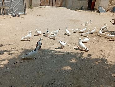 hind quşu: 22 ədəd qusdu 1 nəsildi hami cutdu real aliciya endirim olacaq — 1