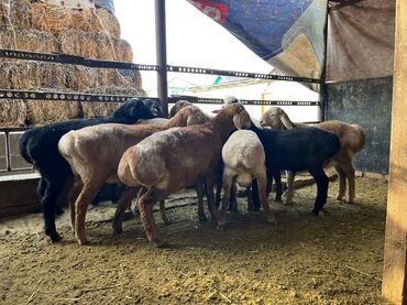 Бараны, овцы: Продаю | Баран (самец), Овца (самка) | На забой — 8