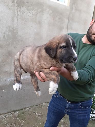 İtlər: 1 ay, Dişi, Peyvəndli — 2