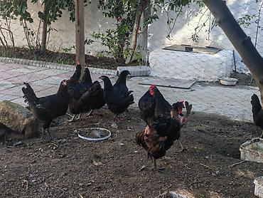 kend evleri: Toyuq, Damazlıq — 4
