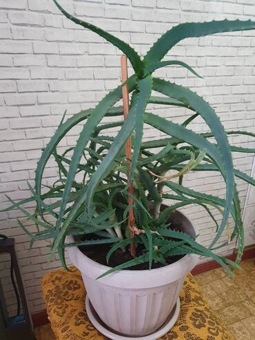 Комнатные растения: Продается алое в горшке. Растение большие, трехлетнее. Высота 50 см