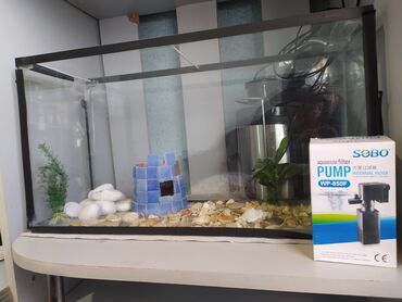 akvarium filtir: Akvarium satılır,içinin bəzəkləri ilə birlikdə.Nasos-filteri yenidir