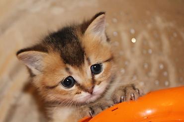 Pişiklər: Qızıl şinşilla, Erkək, Dişi — 10