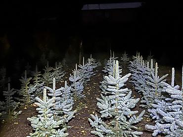 ёлки зелёные: Ель колючая (Picea pungens), голубая форма — саженцы для озеленения — 4
