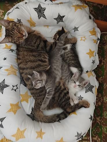 я ищу кота: Кошка даром: Беспородная, Мальчик, Приучена к лотку — 8
