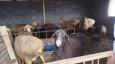 Баран, овца: Продаю | Овца (самка) | Для разведения | Матка — 6