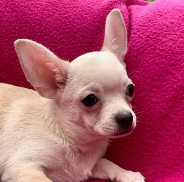 Chihuahua Puppies Wonderful Chihuahua puppies for sale. Puppies just