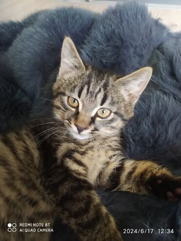 шатлански кошка: Котенок мальчик 3 месяцаумныйсладкий. в хорошие руки .не можем у