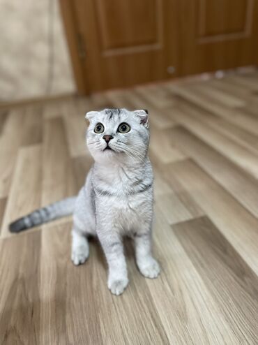 лысая собака: Шотландский вислоухий котенок серебристого окраса с полосками. У
