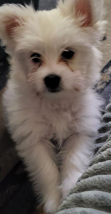Psi: Na prodaju musko stene maltezera,ostenjen 23.11.2025,bela svilenkasta — 4