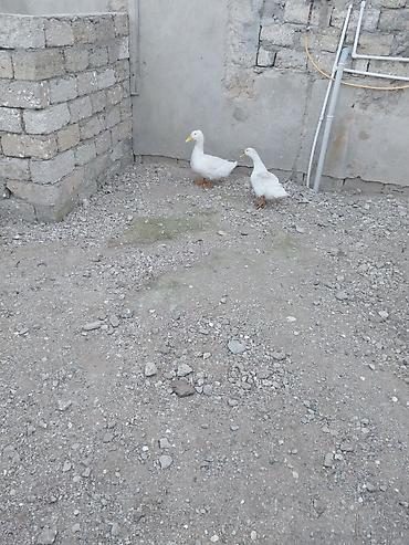 yonca satisi: Təmiz pekin ördəyi satılır — 3