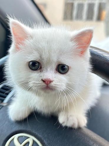 Pişiklər: Britan — 3