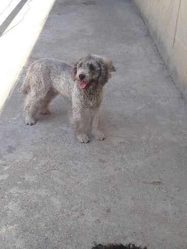 İtlər: Pudel, 10 ay, Erkek — 2