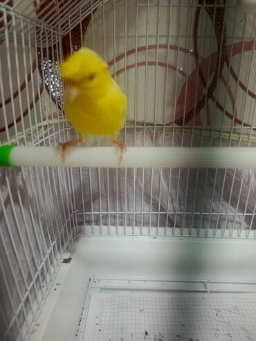 Qəfəslər: Təzə Qəfəslər 9azn boş qəfəslər Valnisti Tutuquşu Qəfəsi 9azn Amadin — 10