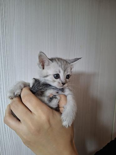сямская кошка: Котёнок серебристого окраса - Малыш с выразительными голубыми глазами — 2
