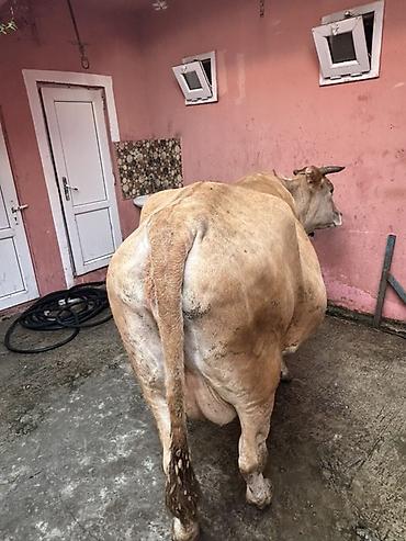 inək adları: Etlık ınek 3 ildi dogmur - Növ: Yerli mal-qara, dişi inək - Rəng — 1