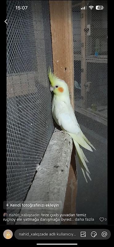 попугай ара купить: Nimfa (cockatiel) papağanı – əl öyrədilə bilən, ağıllı və mehriban ev — 2