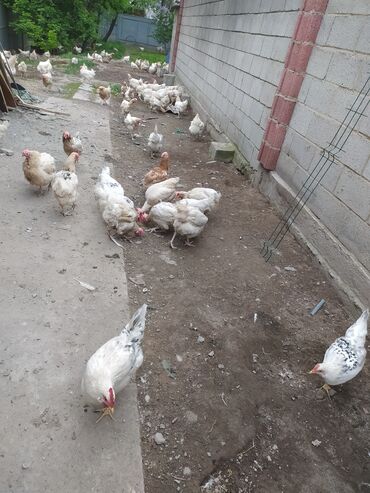 курица живая: Продаю | Куры, Цыплята | Домашняя, Хай-Лайн Браун, Хай-Лайн Соня Грей | Несушки