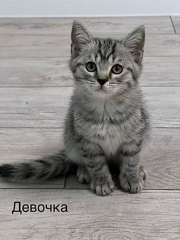 Мышыктар: Шотландские котята: 1) девочка (Scottish fold) ПРОДАНА 2) девочка — 1