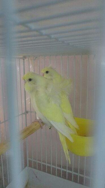 Tutuquşları: Tutuquşları — 18