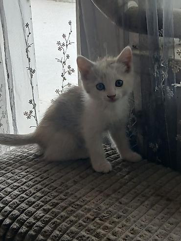 белые котенки: Котята, домашнее потомство. - Порода: беспородные (домашние). - — 5