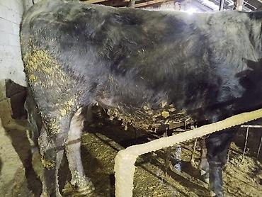 Коровы, быки: Продаю | Бык (самец) | На откорм | Привязанные — 18