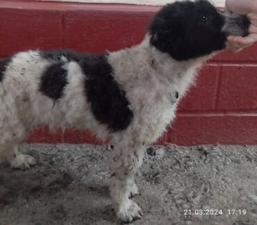 Собаки: Алабай алабай чёрно-белая алабай умный алабай срочно продаю срочно