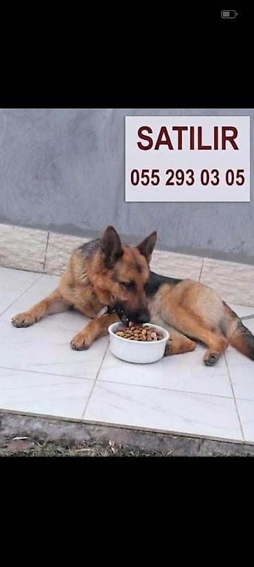 çoban kucuyu: Alman çoban iti, 8 ay, Dişi, Peyvəndli — 1