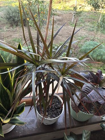 göy su: Dracaena marginata (Qırmızı kənarlı drasena) – bəzəkli otaq bitkisi -