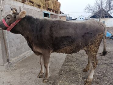 Коровы, быки: Продаю | Корова (самка) | Для молока | После отела — 25