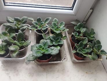 Фиалки и глоксинии: Продаю фиалки есть детки — 9