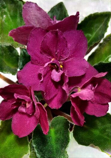 Фиалки и глоксинии: 🌱🌺🌱 Продаю сортовые ДЕТКИ стандартных, трейлерныхмини и полумини — 26