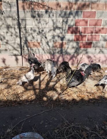 нашли кошку: Сатам | Балапан күрп | Түндүк Кавказ | Көбөйтүү үчүн | Асыл тукумдуу