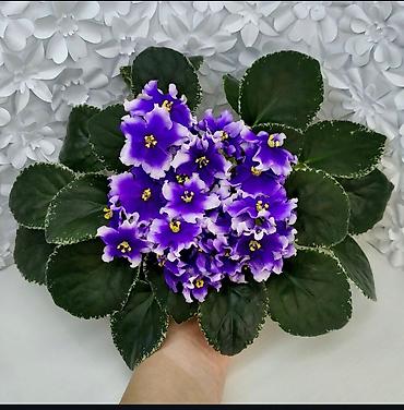 Фиалки и глоксинии: 🌱🌺🌱 Продаю сортовые ДЕТКИ стандартных, трейлерныхмини и полумини — 5