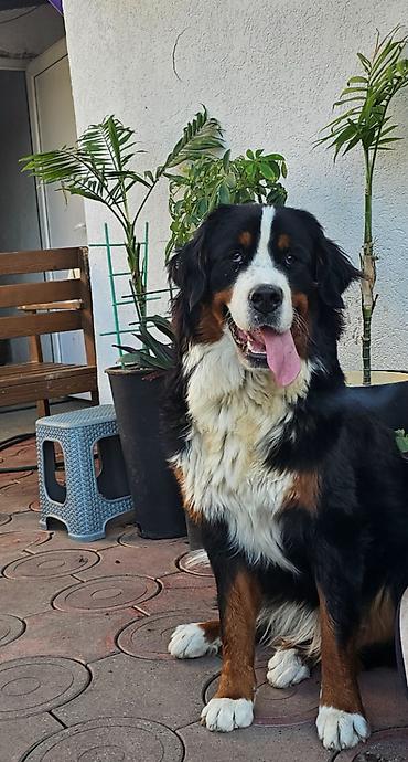 doberman cena: Dostupna zenka Bernskog planinskog psa. Starosti 11 meseci- — 2