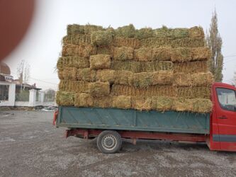 объявления о найденных животных: Клевер доставка есть