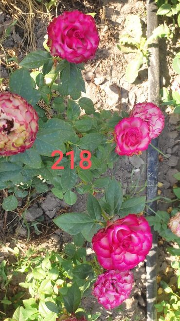 Садовые цветы и кустарники: Саженцы цветка: Розы — 10