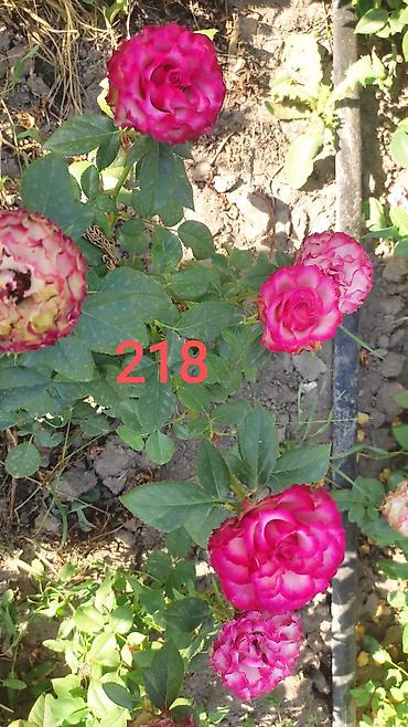 Комнатные розы: Миниатюрная роза (номер 412) с густомахровыми соцветиями — 12