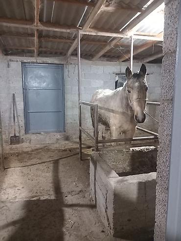 Лошади, кони: Продаю | Конь (самец) | Полукровка | Рабочий — 2