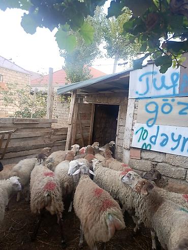 qarabağ qoyunu: Erkeydiler kökduler 17 18 klo etleri var kime lazimdisa vaccapimiz — 5