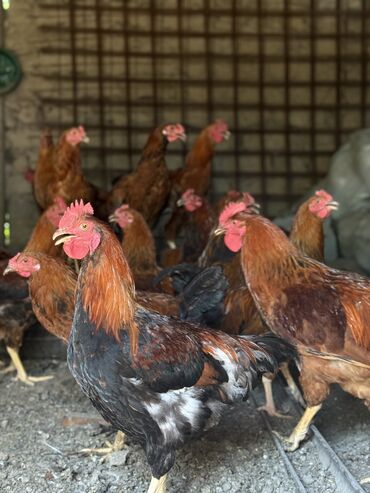дом для кота: Курицы петухи несушки 🥚 Разный возраст начиная от 3 месяцев до 5